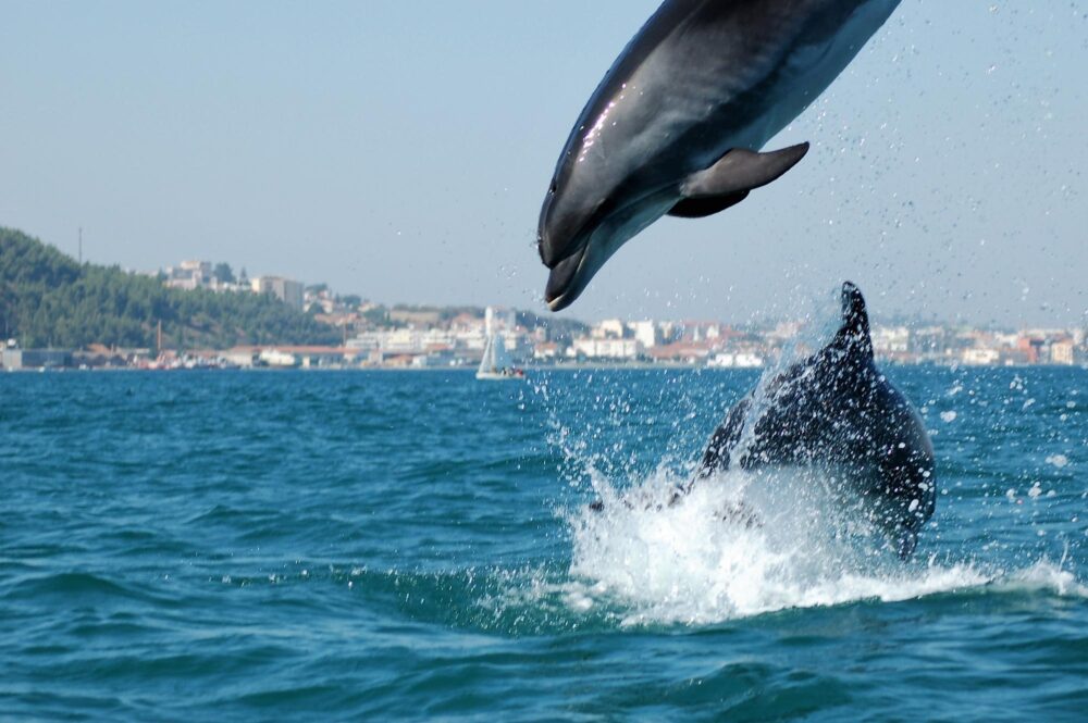 Observation des dauphins dans l'estuaire du Sado