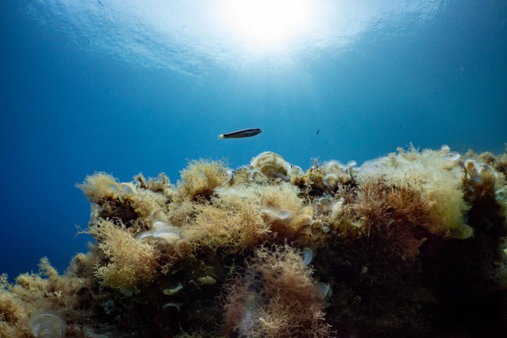 Parc National de Port Cros