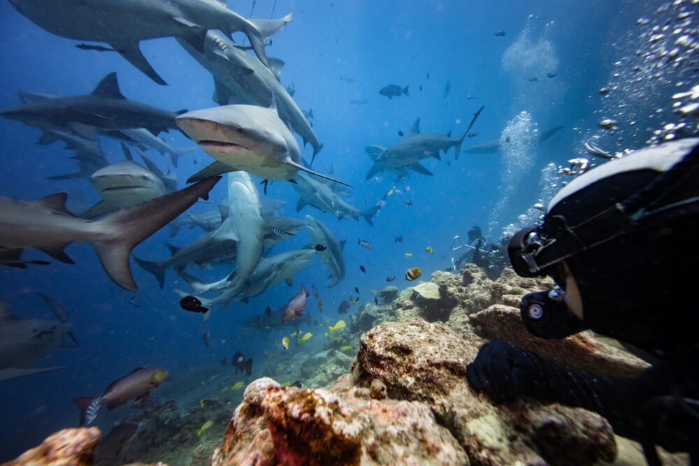 Plongeur observant des requins à Beqa Lagoon, Fidji