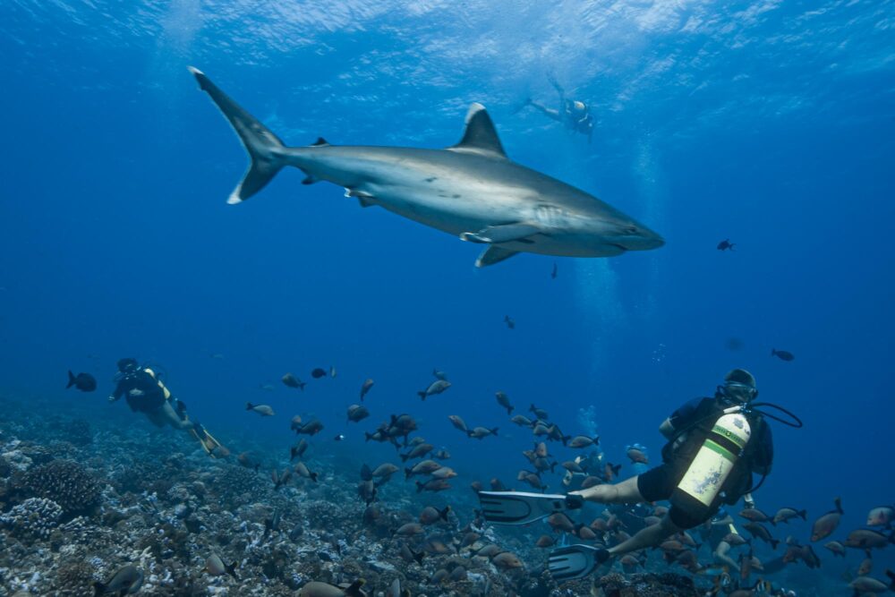 Plongeurs créla passe de Tiputa à Rangiroa, Polynésie française