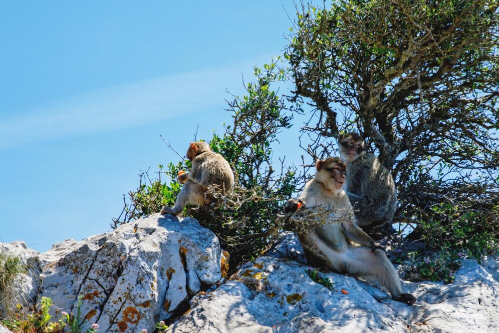 Singes à Apes’ Den, Gibraltar