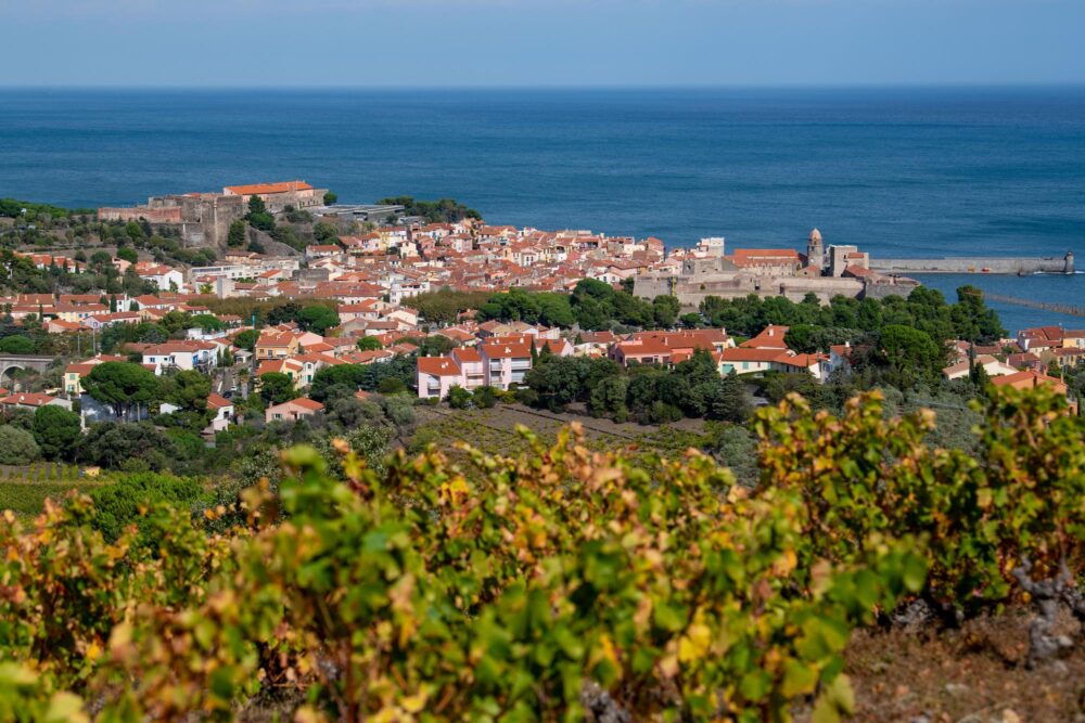 Vignoble avec vue sur Collioure