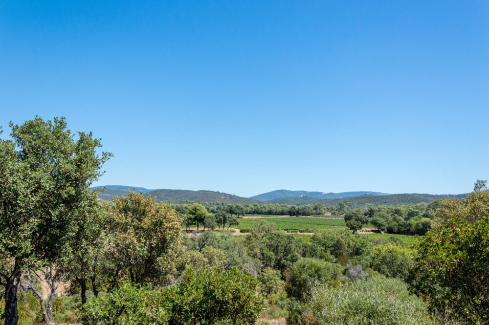 Vignobles près du Lavandou