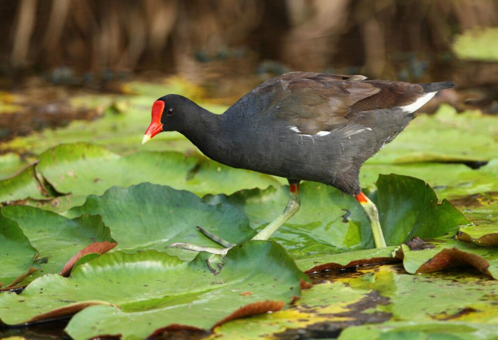 Zoo Hope Gardens, Kingston