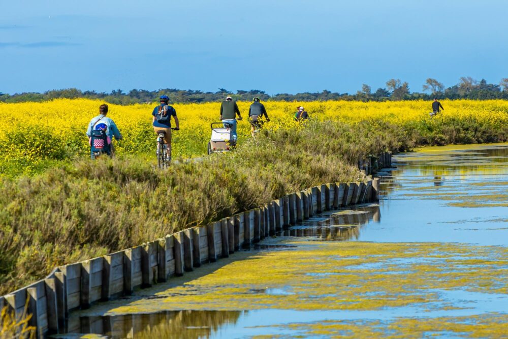 Balade en vélo en famille sur l'île de Ré