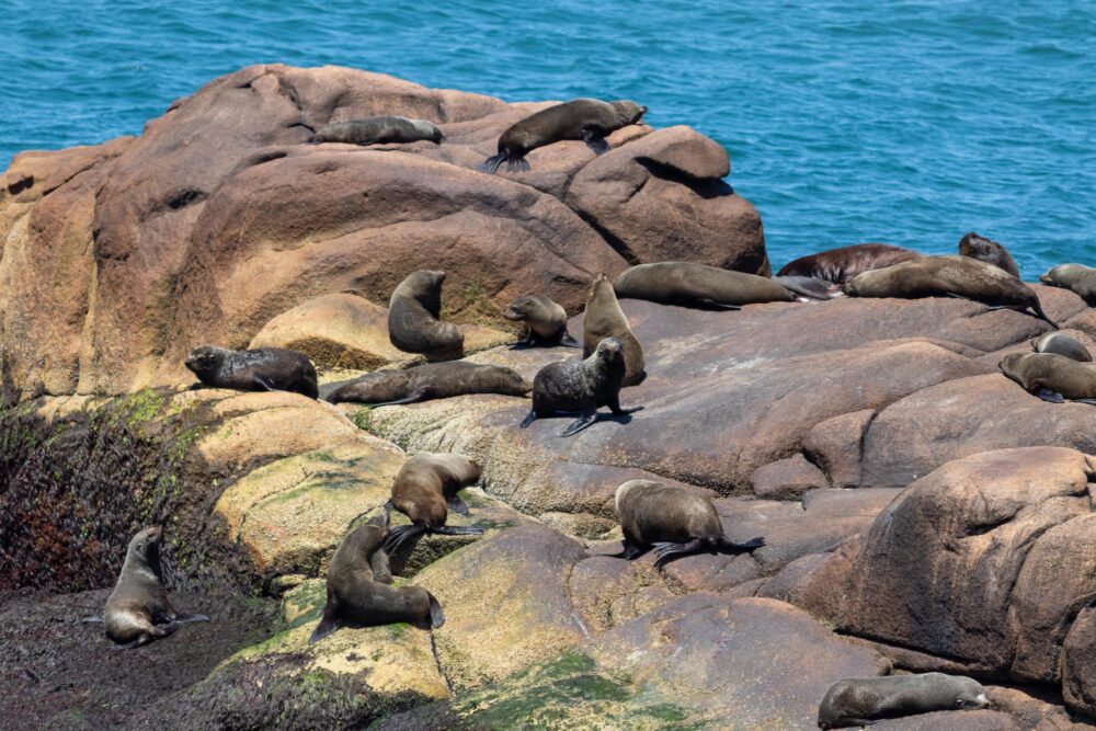 Colonie d'otaries à Cabo Polonio
