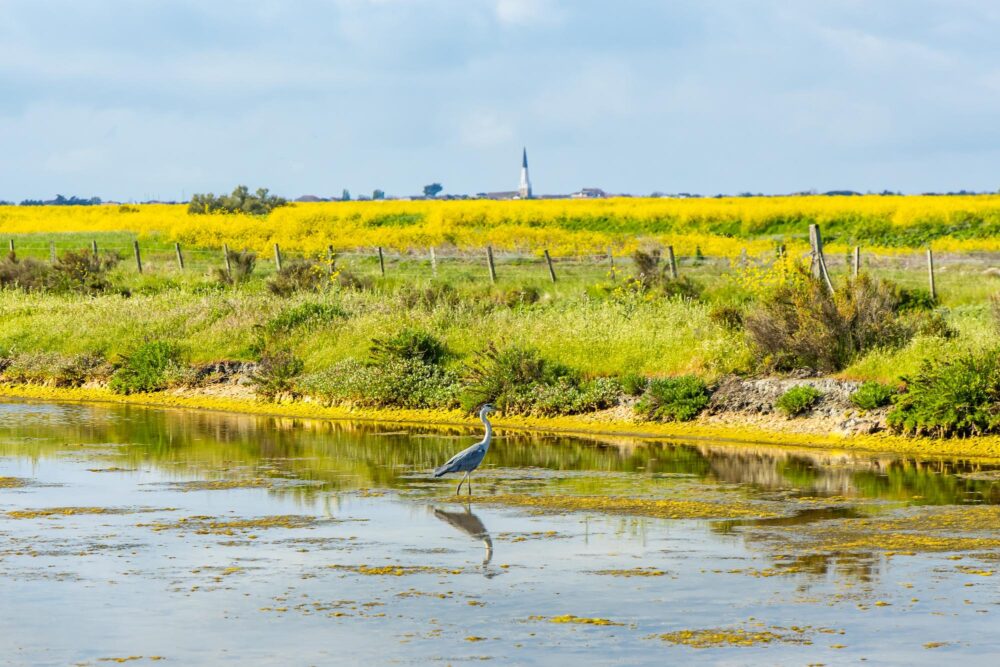 Héron gris dans la Réserve Naturelle de Lilleau des Niges, île de Ré