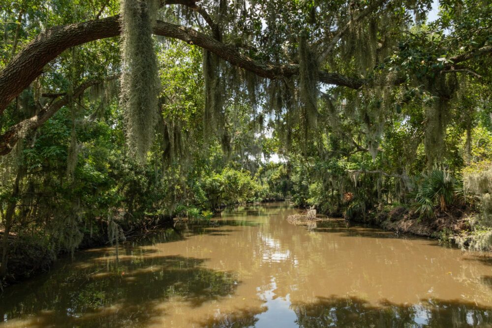 Le bayou de Barataria