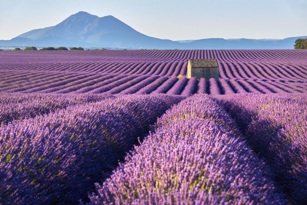 Le plateau de Valensole dans les Alpes-de-Haute-Provence, France