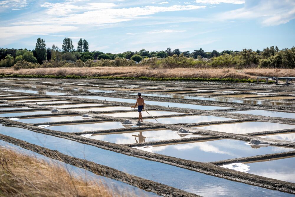Marais salants sur l'île de Ré