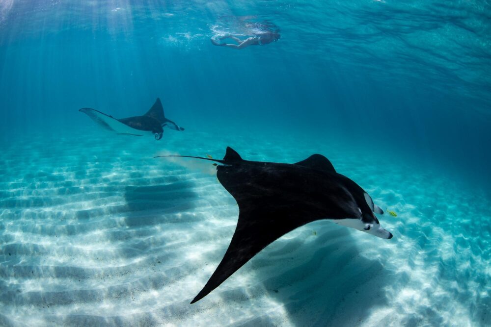 Scène sous-marine avec des raies manta