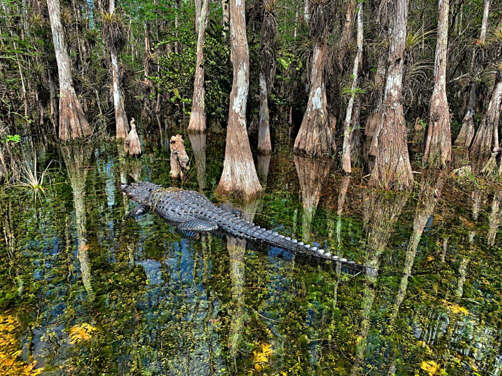 Un alligator dans les eaux du parc des Everglades en Floride