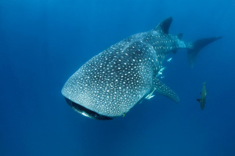 Un magnifique requin-baleine dans les eaux de Mafia Island en Tanzanie