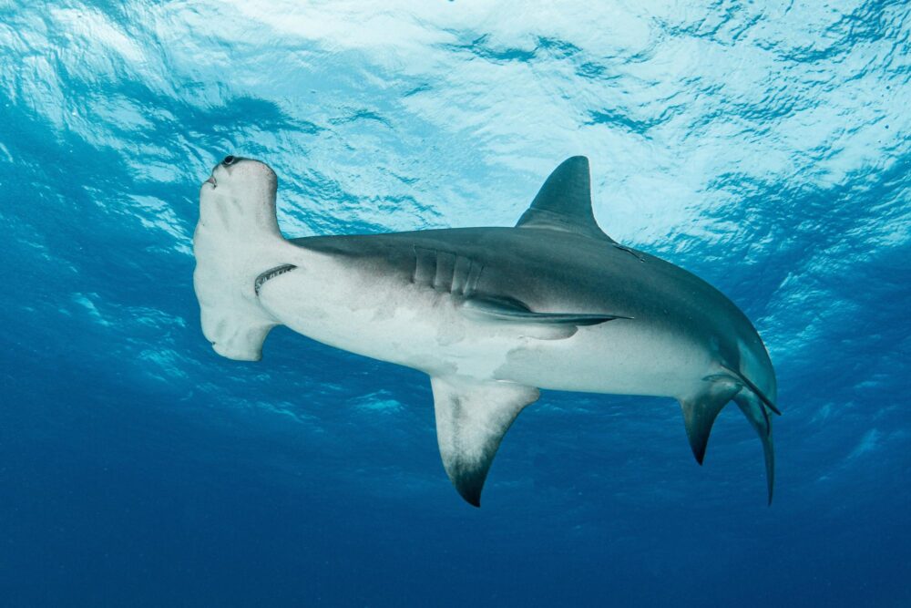 Un requin-marteau que vous pouvez observer en saison au récif de Sha’ab Rumi au Soudan