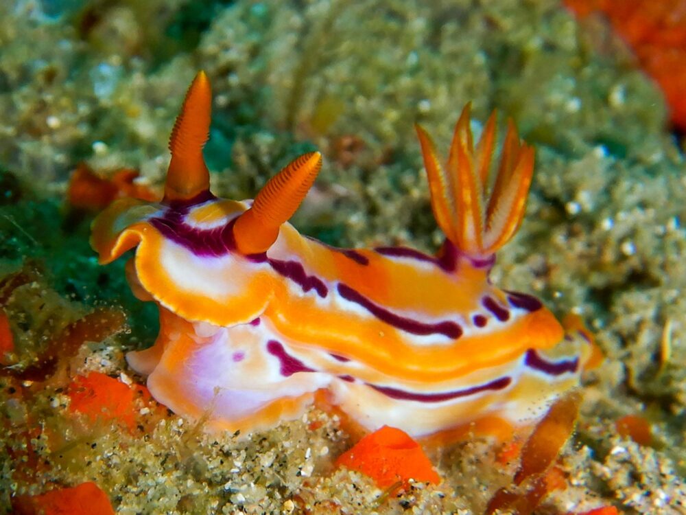 Une nudibranche colorée sur les récifs de Sodwana Bay en Afrique du Sud