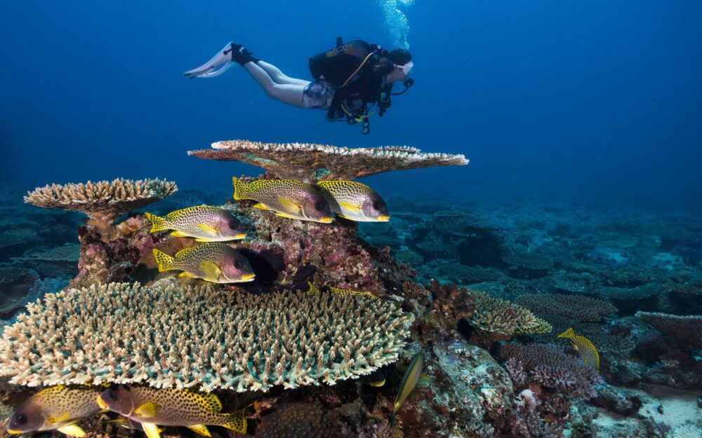Une plongeuse au milieu du récif corallien dans les eaux tropicales de Nosy Be à Madagascar