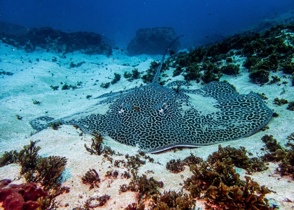 Une raie alvéolée se reposant sur les bancs de sable d'Aliwal Shoal, en Afrique du Sud