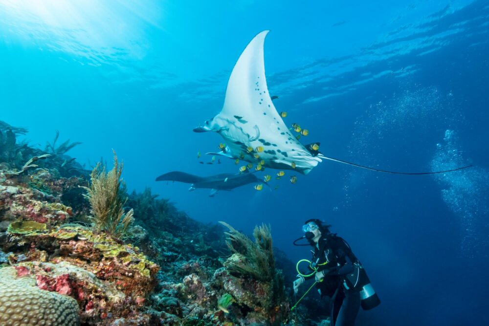 Une raie manta nage autour d'une station de nettoyage dans les eaux cristallines du Watamu Marine National Park au Kenya