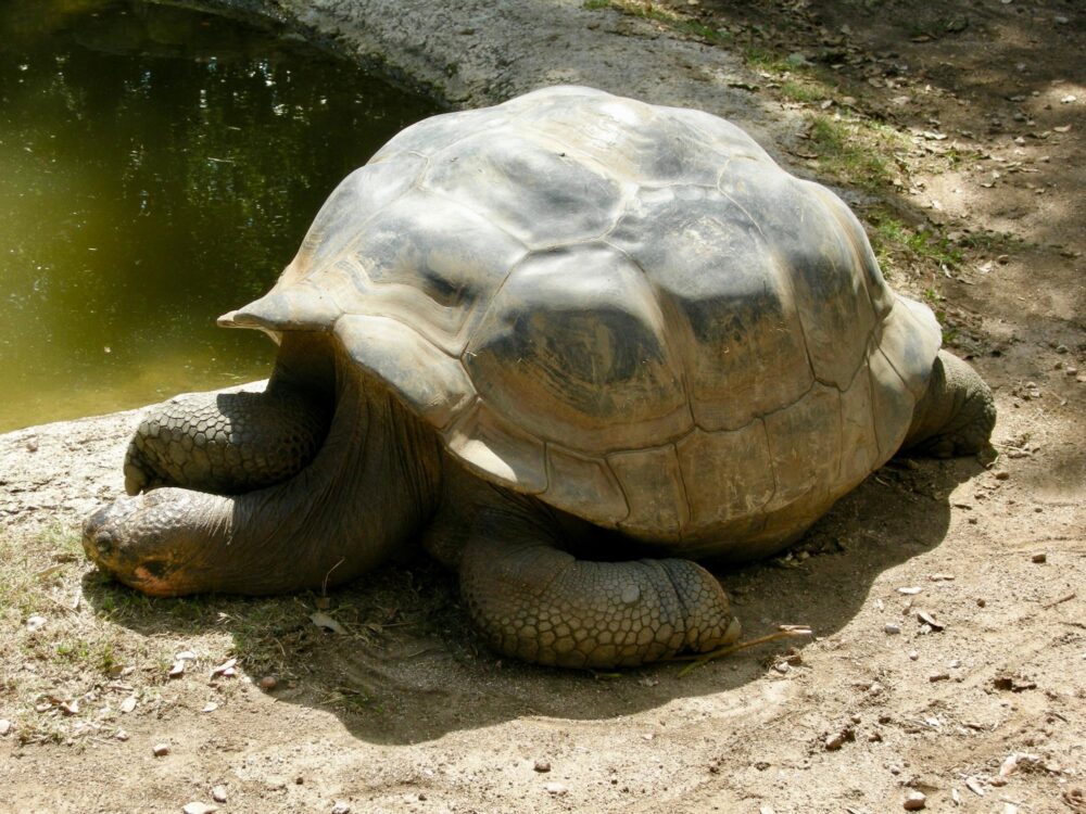 Vieille tortue dans le parc A Cupulatta en Corse