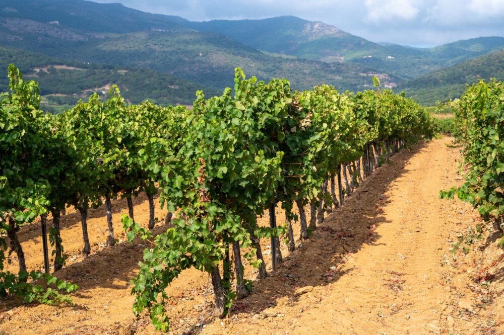 Vignoble dans le sud de la France