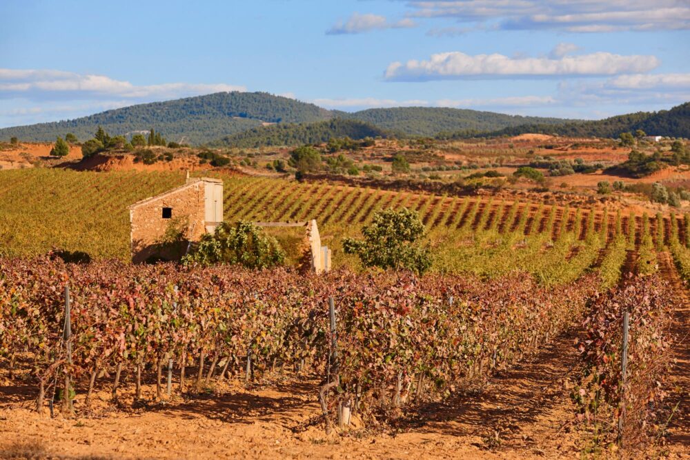 Vignobles dans la région de Utiel‑Requena