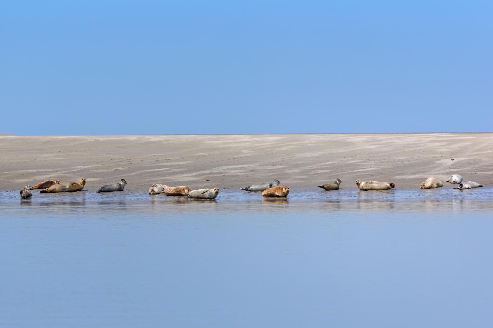 Baie de Somme