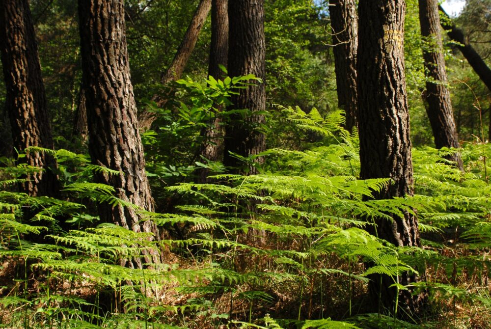 Forêt de Brocéliande, Bretagne