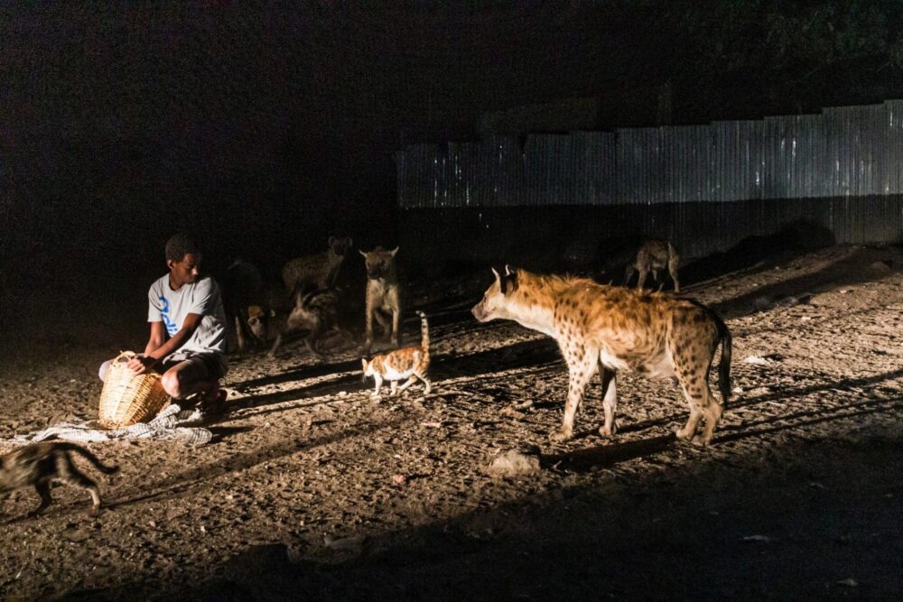 Hyènes à Harar, Éthiopie