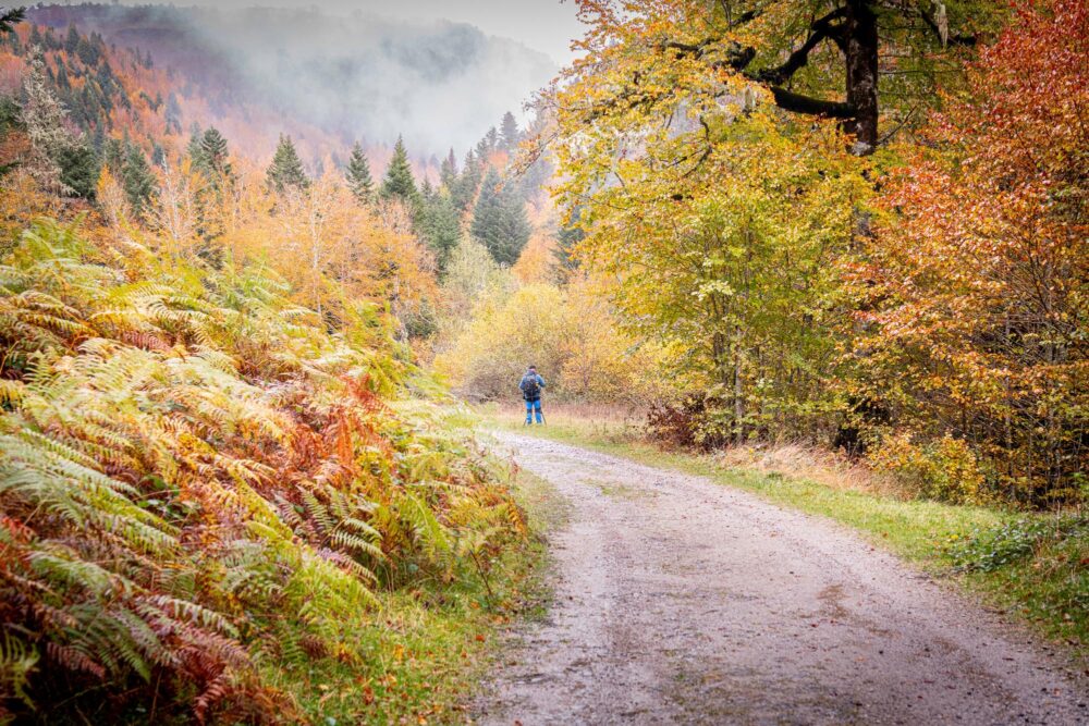 Vue sur promeneur dans la Forêt d’Iraty