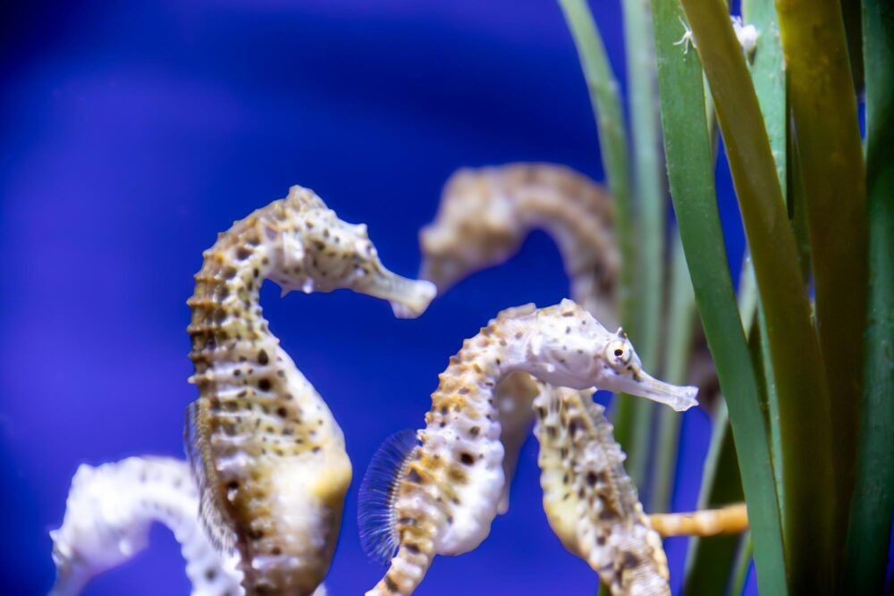 Hippocampe dans un aquarium