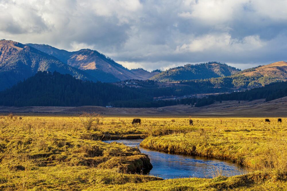 La vallée de Phobjikha, Bhoutan