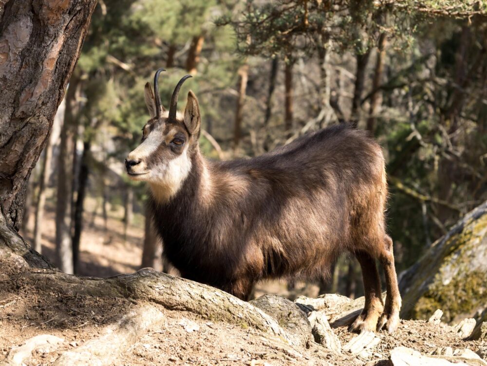 Parc Animalier d'Auvergne