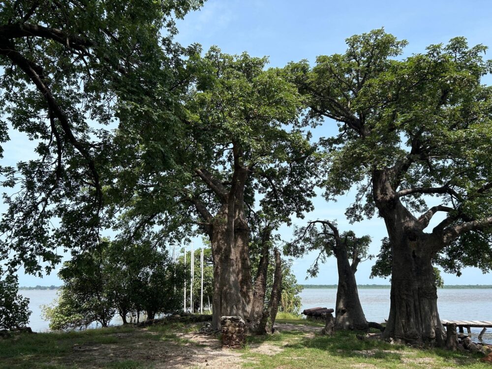 Arbres centenaires sur l'île Kunta Kinteh, Gambie