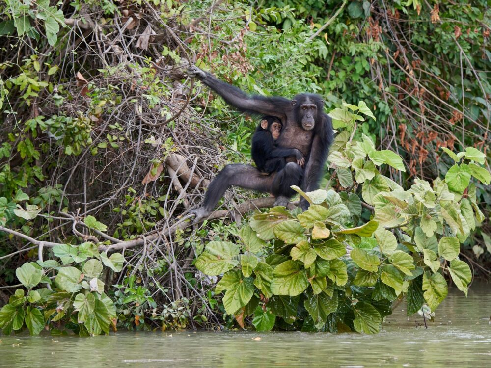 Chimpanzés dans le parc national du fleuve Gambie