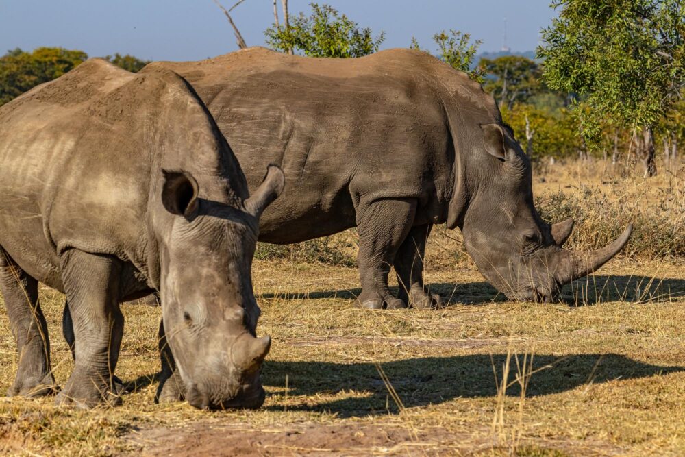 Rhinocéros dans le parc national de Mosi-oa-Tunya, Zambie