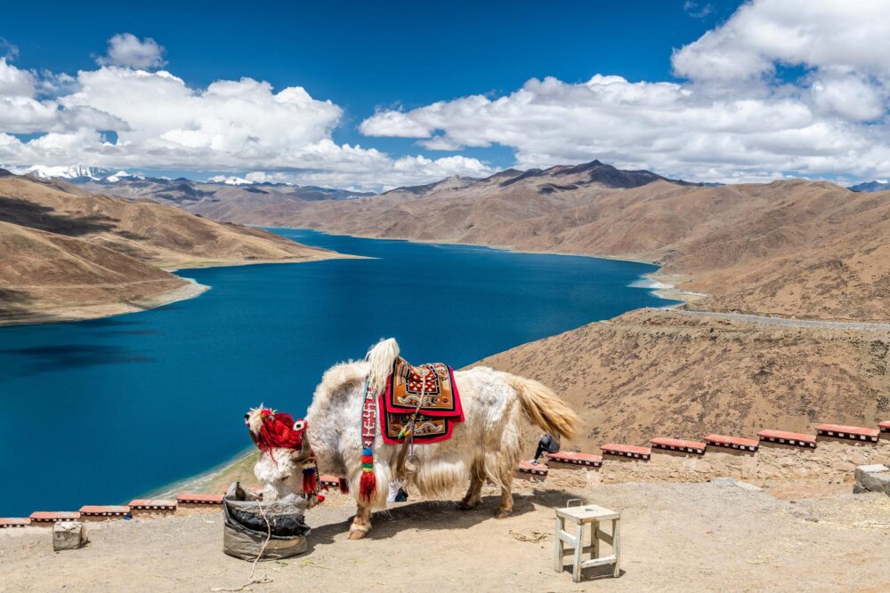 Yak blanc devant le lac Yamdrok au Tibet