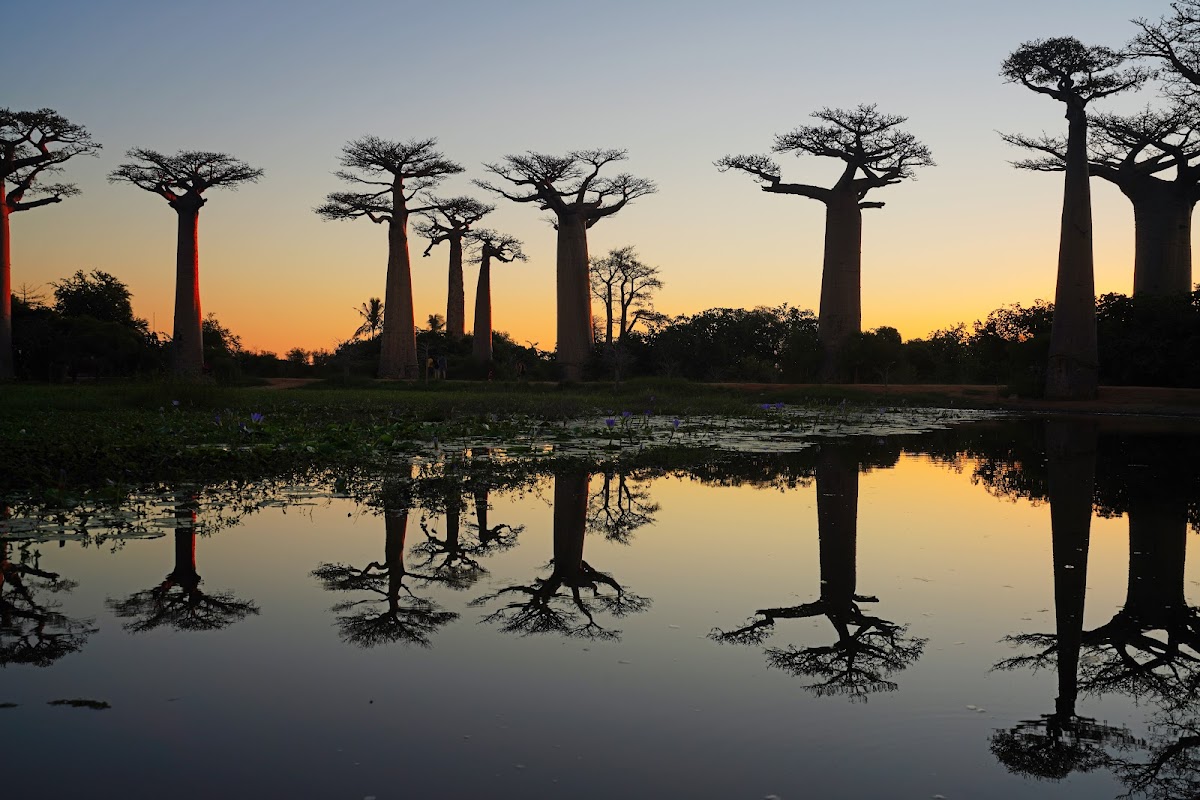 Allée des Baobabs, Madagascar