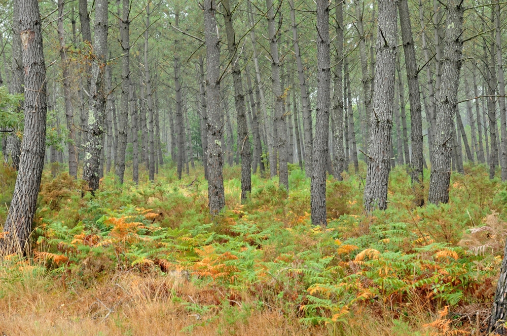 Forêt des Landes, Biscarrosse