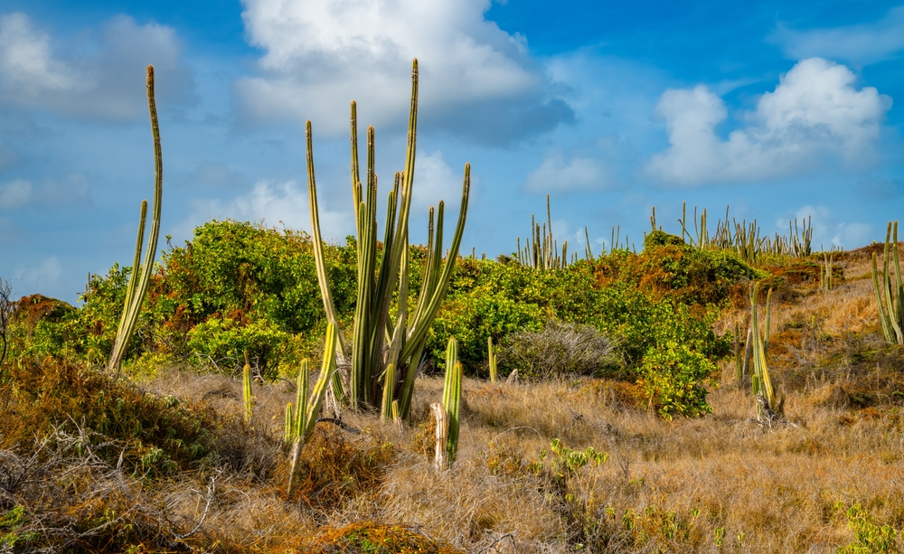 Sentier Trace des Caps en Martinique