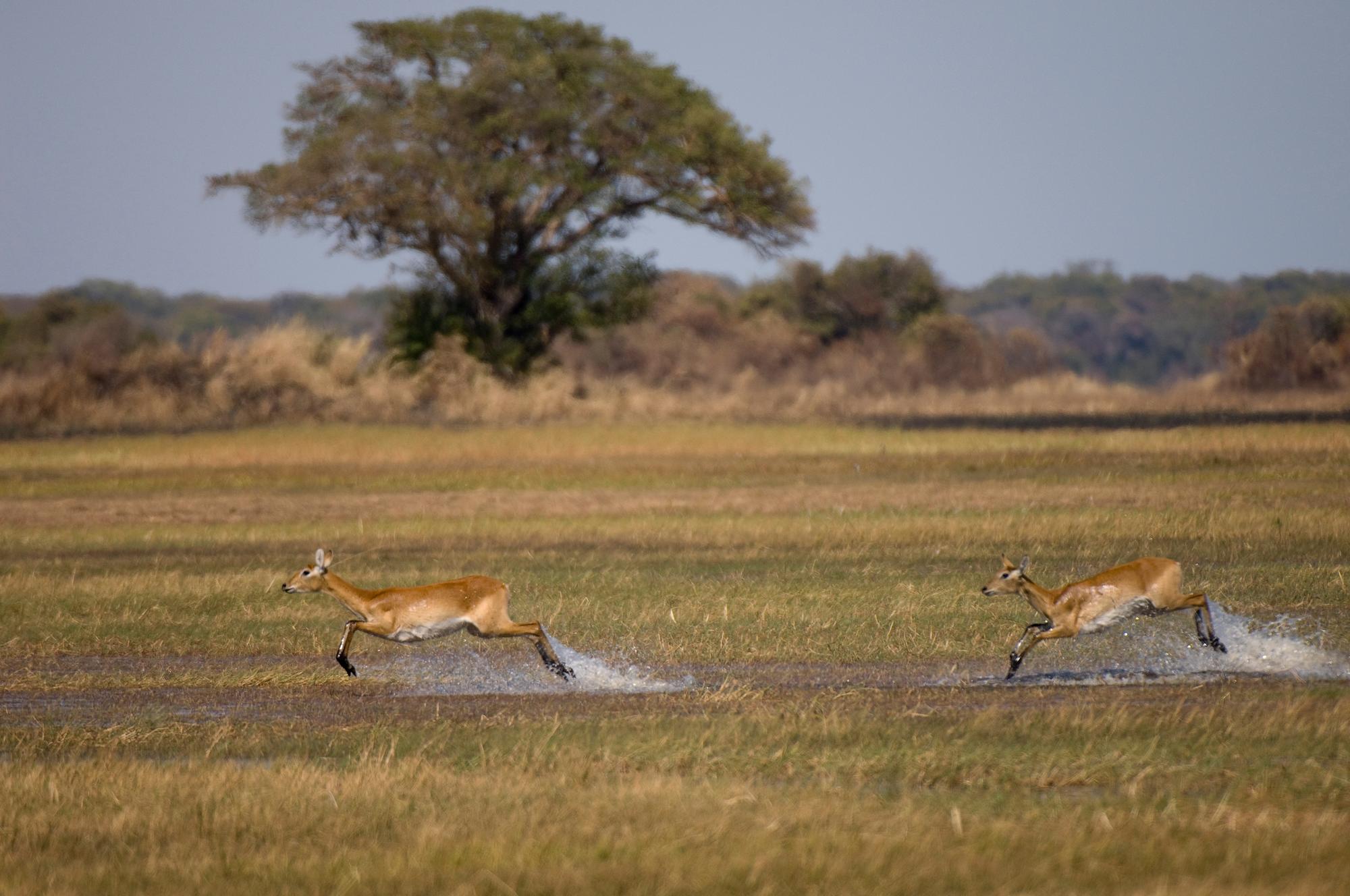 Antilopes dans le parc national de Kafue, Zambie