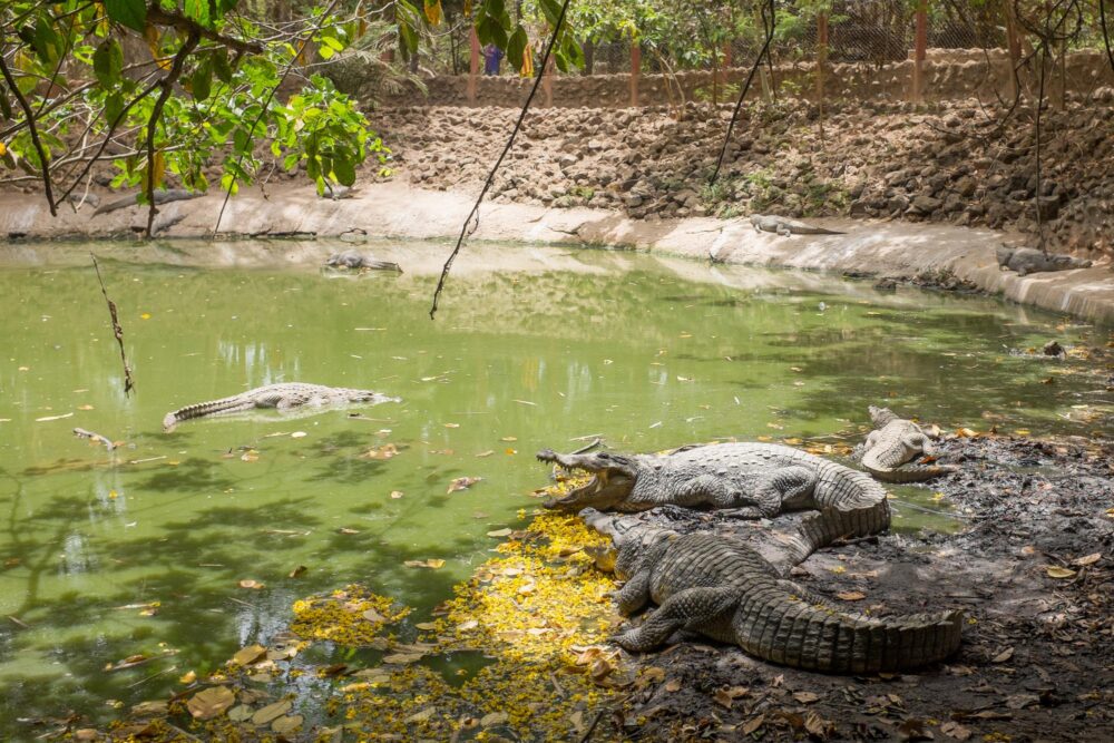 Crocodiles au Kachikally Crocodile Pool, Gambie