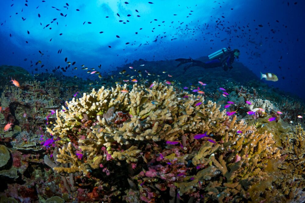 Fonds marin dans la baie de Kimbe