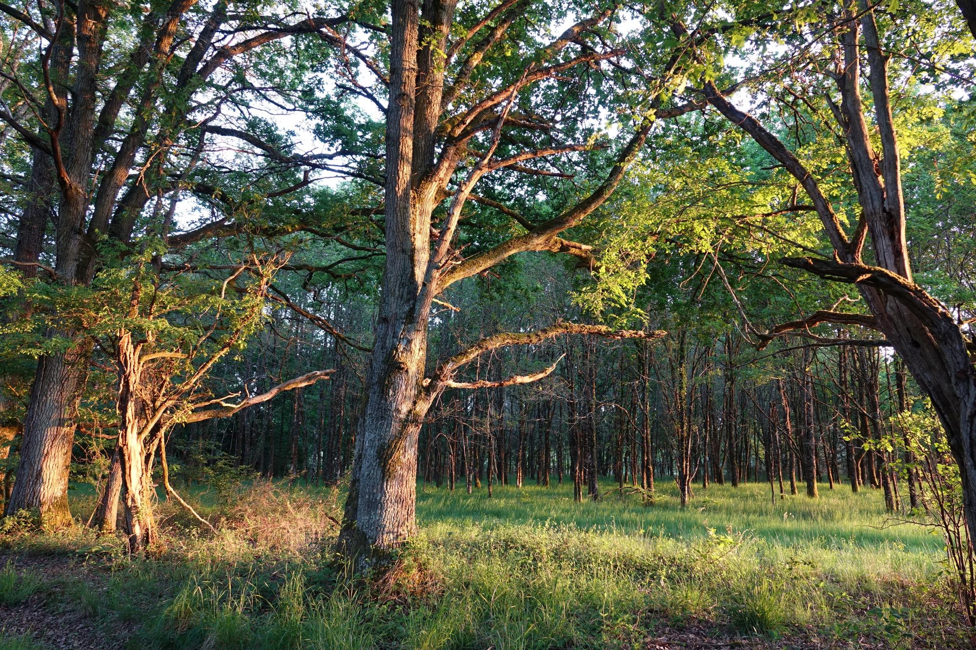 Forêts de Sologne, Sologne