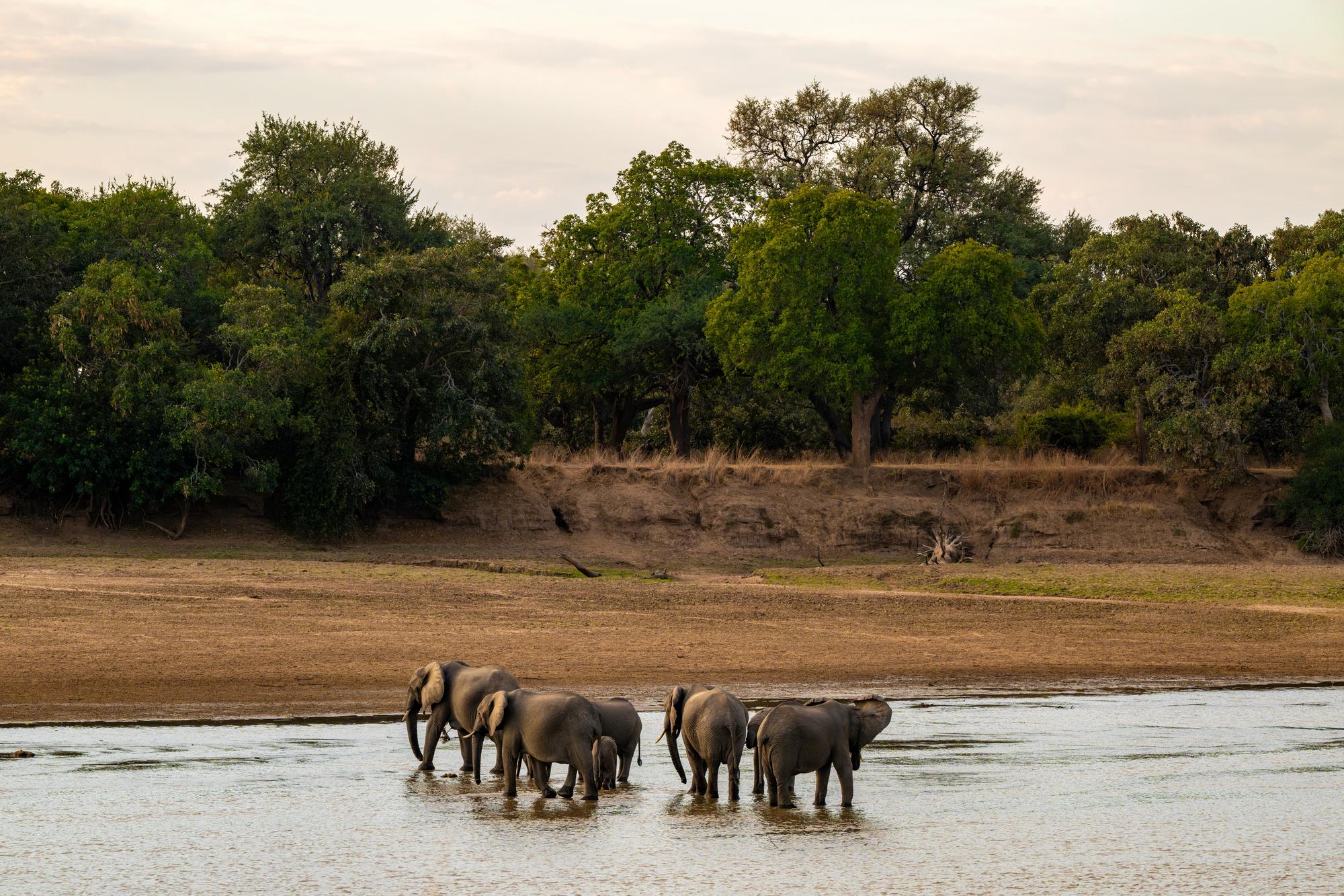 Groupe d'éléphants au parc national de South Luangwa, Zambie