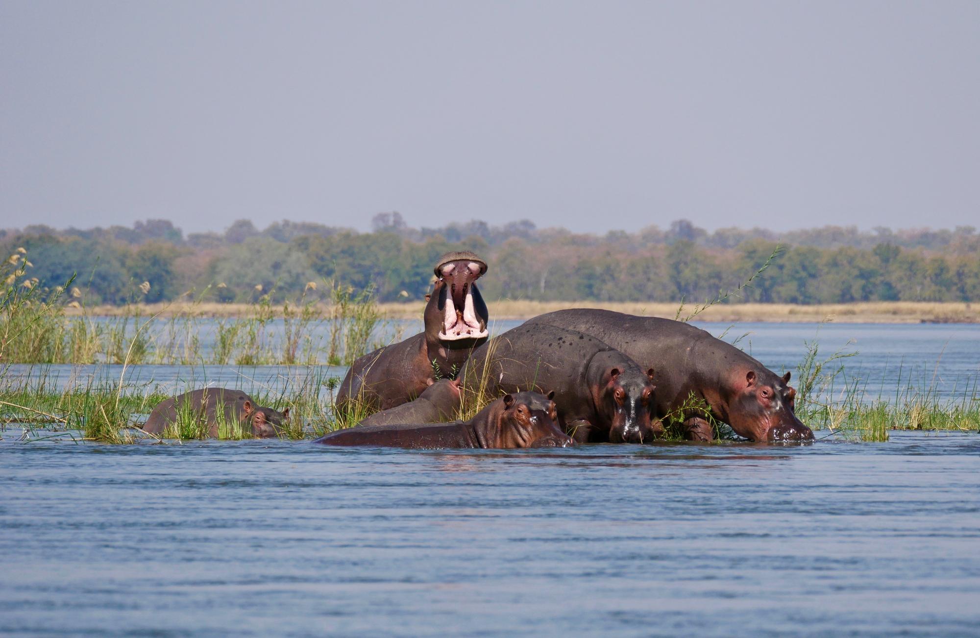 Groupe d'hippopotames dans le parc national du Lower Zambezi, Zambie