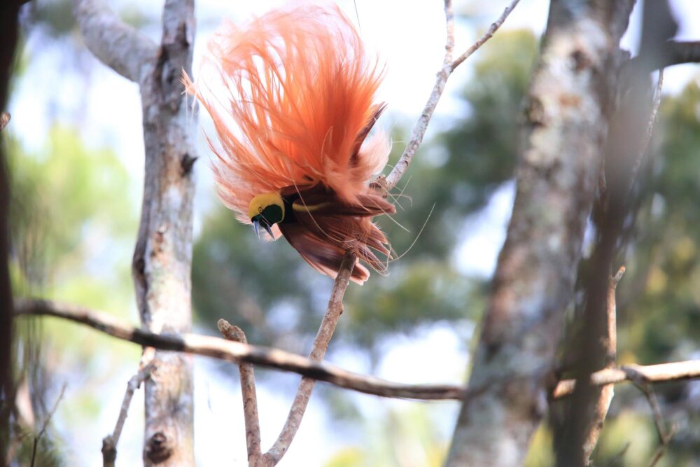 L'oiseau Raggiana dans le Parc national de Varirata