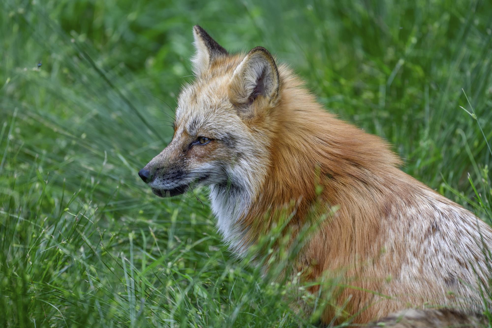 Parc animalier de Sainte-Croix, Moselle