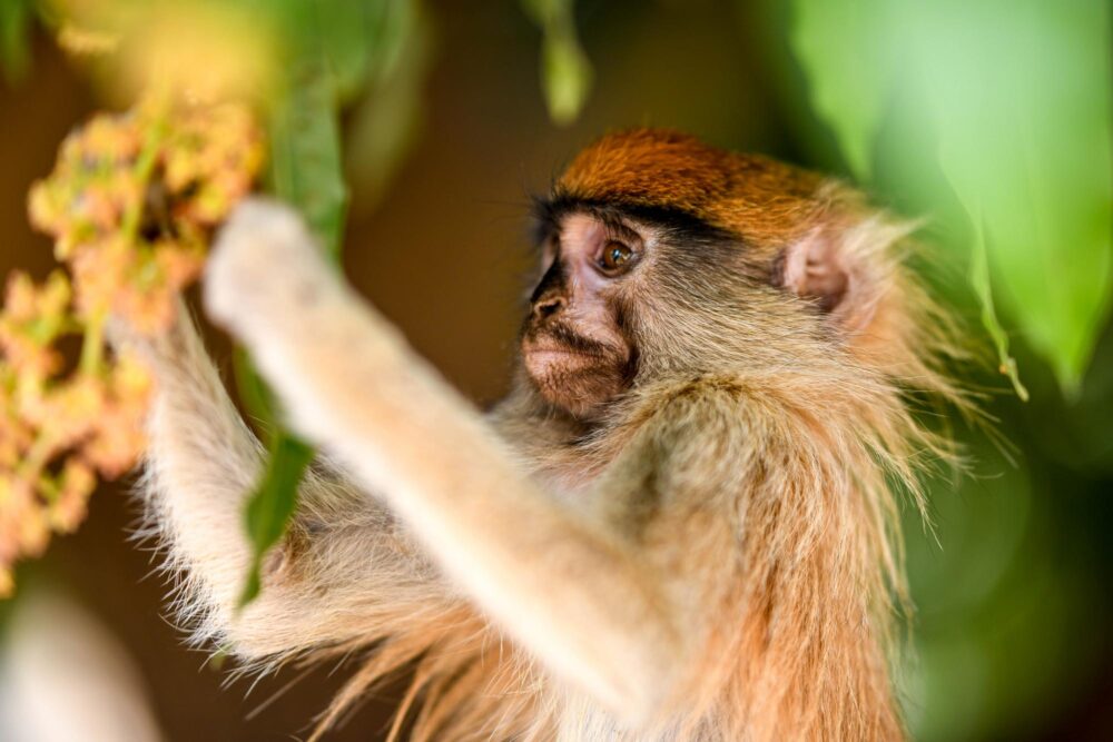 parc national de la Kéran