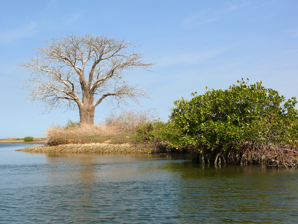 Amas coquilliers dans le Sine Saloum, Sénégal
