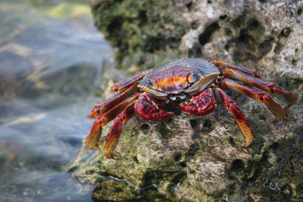 Crabe en Guadeloupe